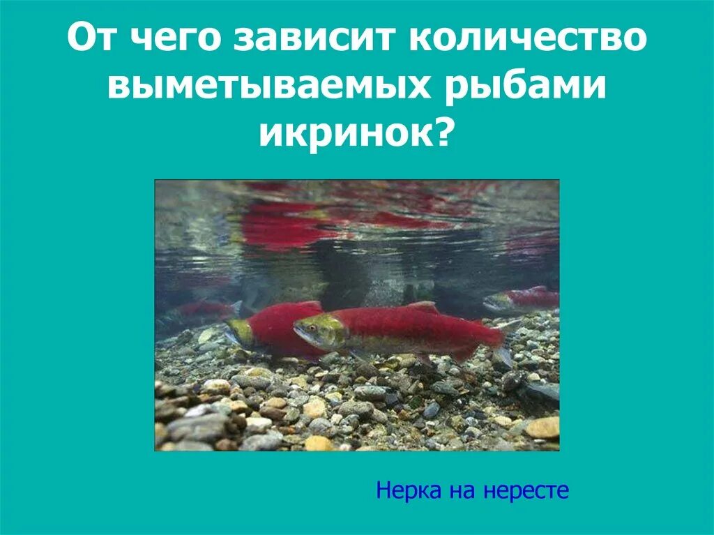 У какой рыбы наибольший диаметр икринок. Нерка нерест. количество икринок у рыб. сколько икринок выметывает семги.