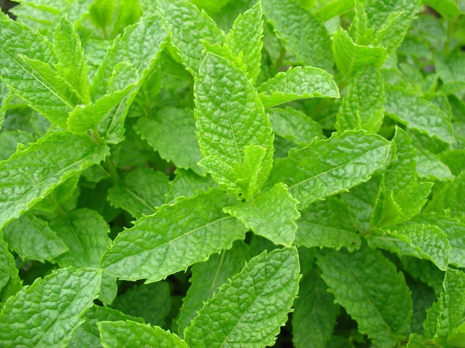 Мята многолетняя. Мята садовая колосистая. мята колосковая(mentha spicata l.). mentha spicata &quot;spearmint. мята колосовая (mentha spicata).