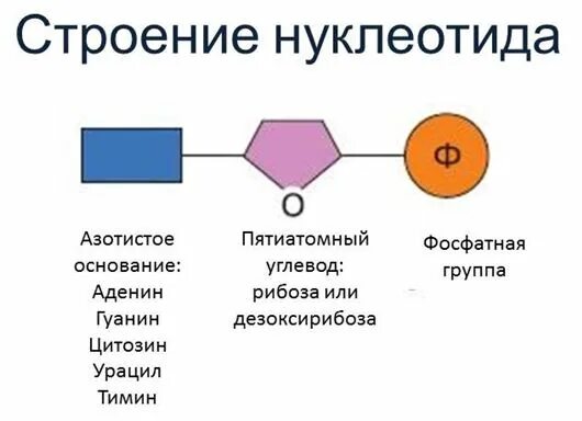 Назовите часть нуклеотида. Схема строения нуклеотида ДНК. Схема строения нуклеотида общая формула. Строение нуклеотида общая формула. Схема строения нуклеотида РНК.