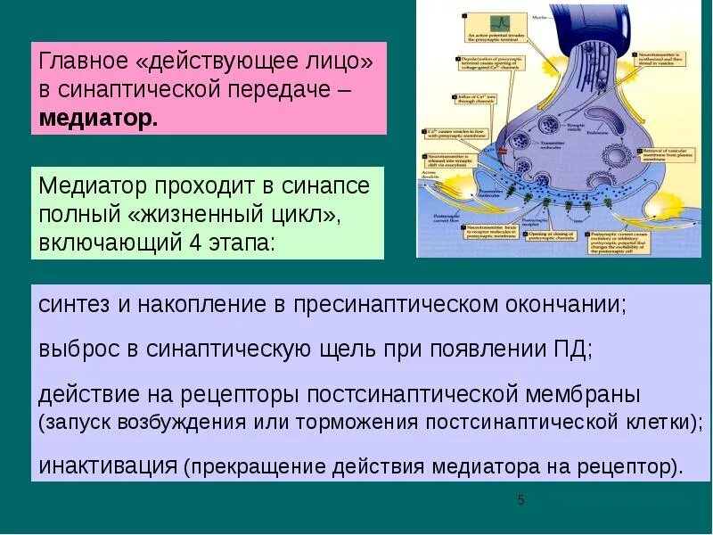 Синапс процесс. Химический синапс синтез медиатора. механизмы инактивации медиатора в синаптической щели. медиаторы и рецепторы постсинаптической мембраны. медиатор на постсинаптической мембране.