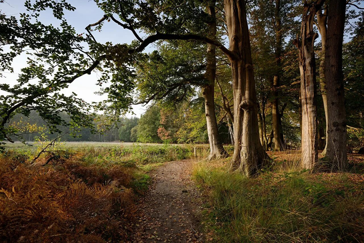 Руины в лесу. Редвуд парк древний лес. Заросший парк. Руины в лесу. Руины в лесу.