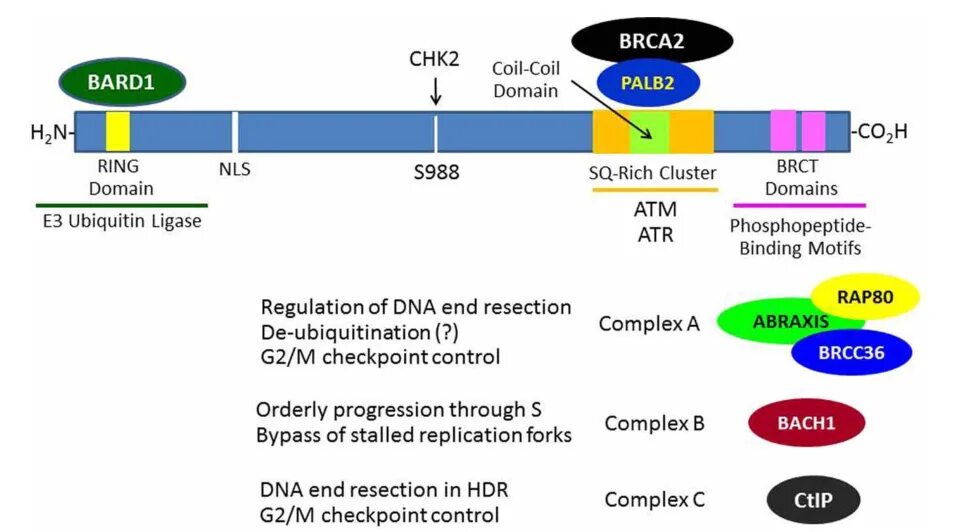 Brca1 и brca2 в крови. Brca1 ген расшифровка. Мутация brca1. Мутация генов brca1 и brca2. Ген 1 телефон