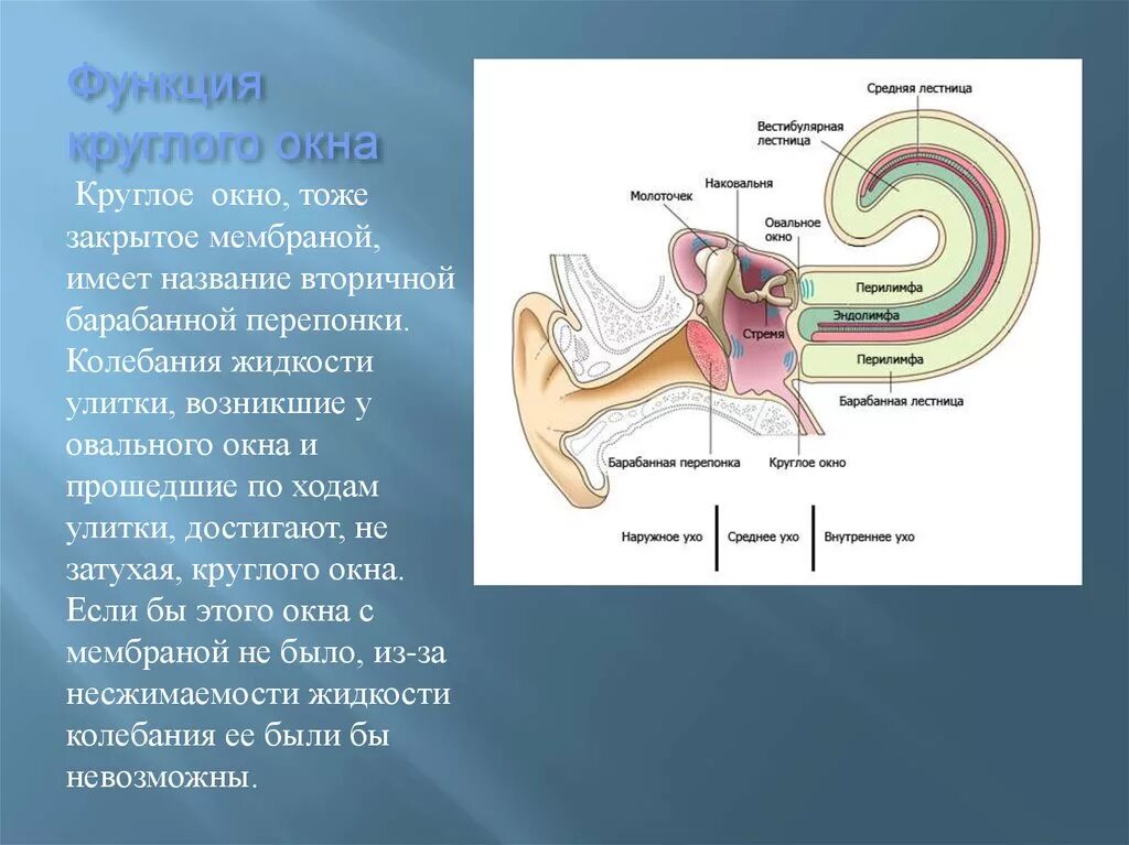 Окно улитки расположено. Анатомия и физиология слухового анализатора. Перепонка круглого окна функции. Овальное окно функции. Функции овального и круглого окна.