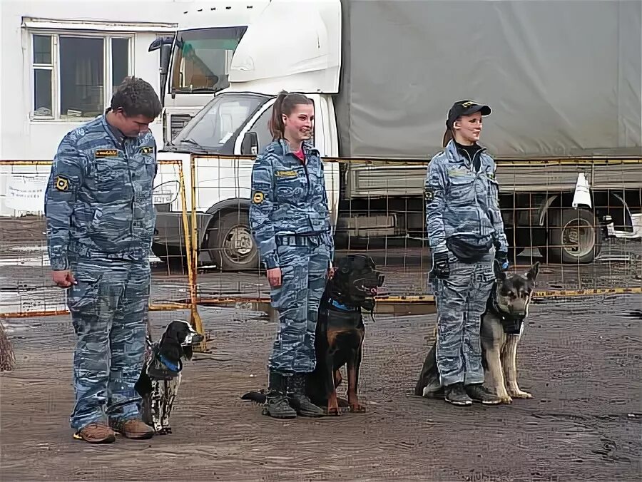 Кинологический колледж после 9 класса. Колледж 38 кинология. Кинологический колледж теплый стан. Щёлковский колледж кинология. Кинолог колледж в Москве.