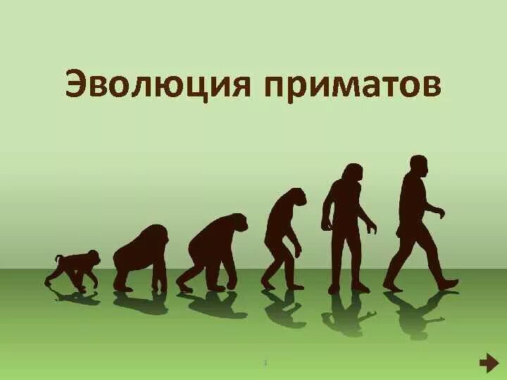 Основные этапы эволюции приматов. Схема эволюции приматов и человека. эволюционный путь развития приматов. этапы эволюции высших приматов.