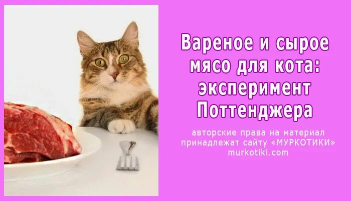 Вареное мясо кошке. Питание котов.