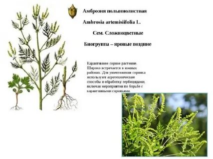 Амброзия полыннолистная описание