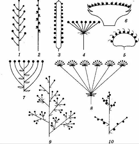 Тест цветок соцветие 6 класс биология. Соцветие кистевидная корзинка. Схемы соцветий 6 класс биология. Простые моноподиальные соцветия. Кистевидная корзинка схема соцветия.