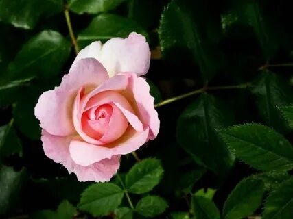 Rose blossom