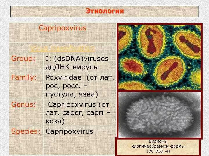 Патогенез оспы. Патогенез оспы