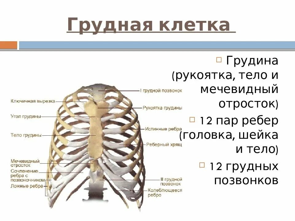 Грудина какие кости. Грудина какие кости. Строение скелета грудины человека. Синхондрозы рукоятки грудин6ы. Грудная клетка строение и соединение костей.