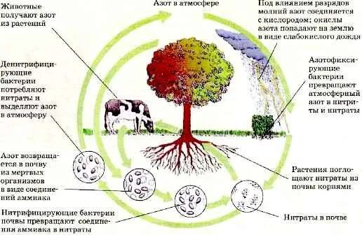 Установите последовательность круговорота азота в атмосфере. Круговорот веществ азота. Круговорот азота и углерода. Круговорот нитратов в природе. Круговорот азота в природе схема.