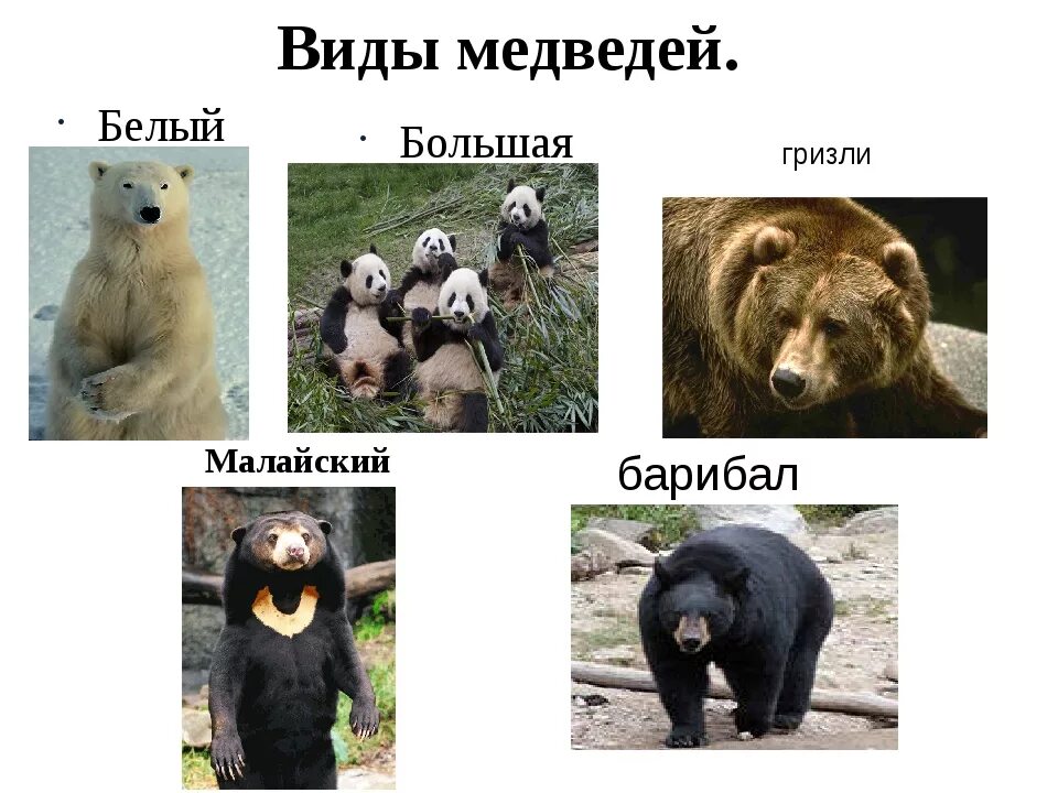 Какие бывают медведи названия 60 фото - ZooClever.ru