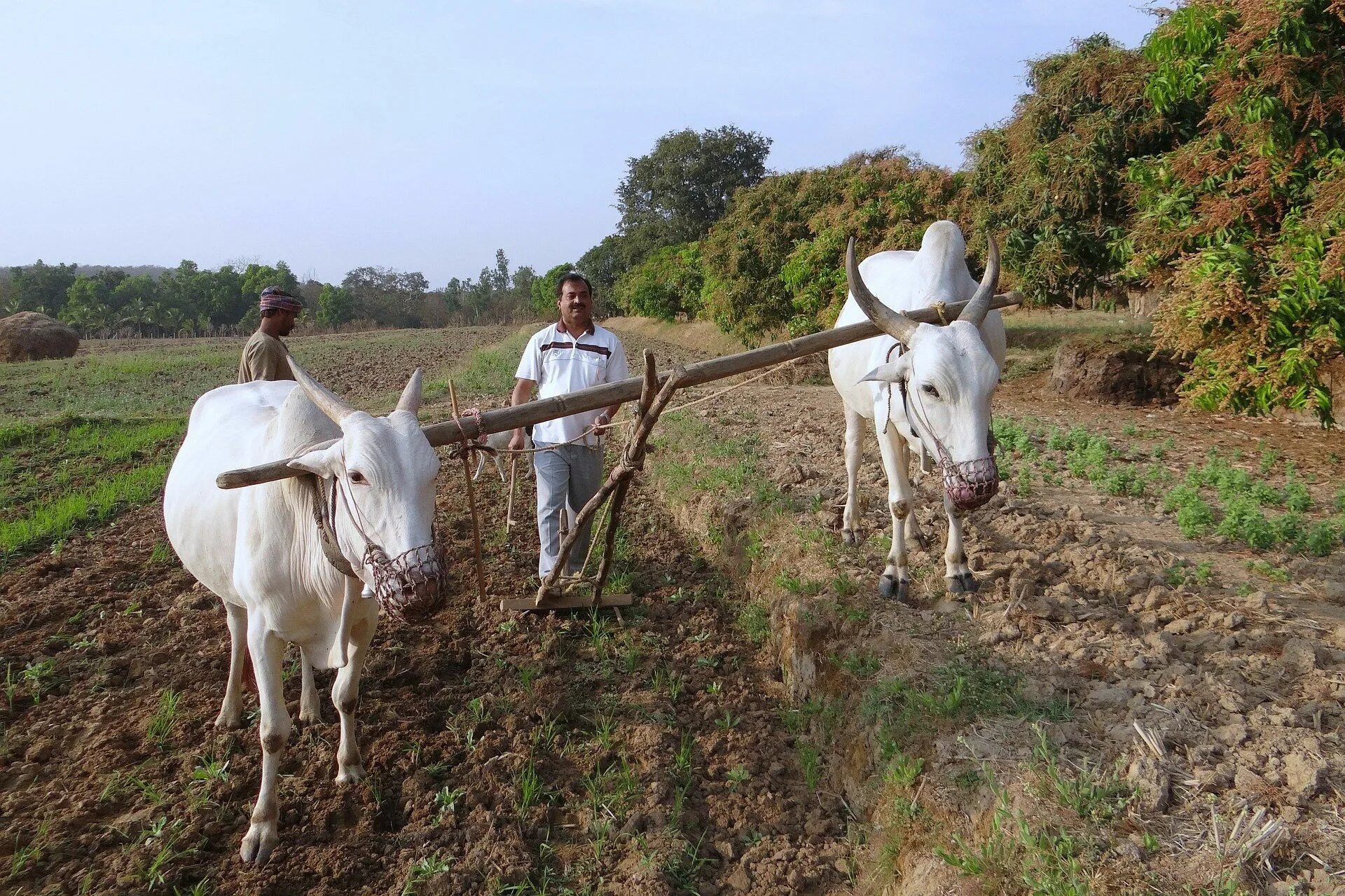 In northern india they harvest their. Вол с плугом. Плуг земледелие. Вол в сельском хозяйстве. Быки в сельском хозяйстве.