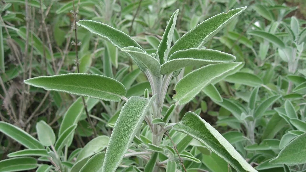 Шалфей лекарственный tricolor. Шалфей лекарственный sage plant. Шалфей трава лист. Сальвия оффициналис. Шалфей оффициналис.