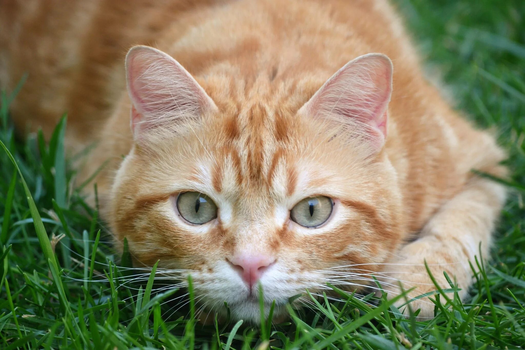 Европейская короткошерстная кошка рыжая. Европейский короткошерстный кот рыжий. Рыжий котик. Красивый рыжий кот. Кис желтый