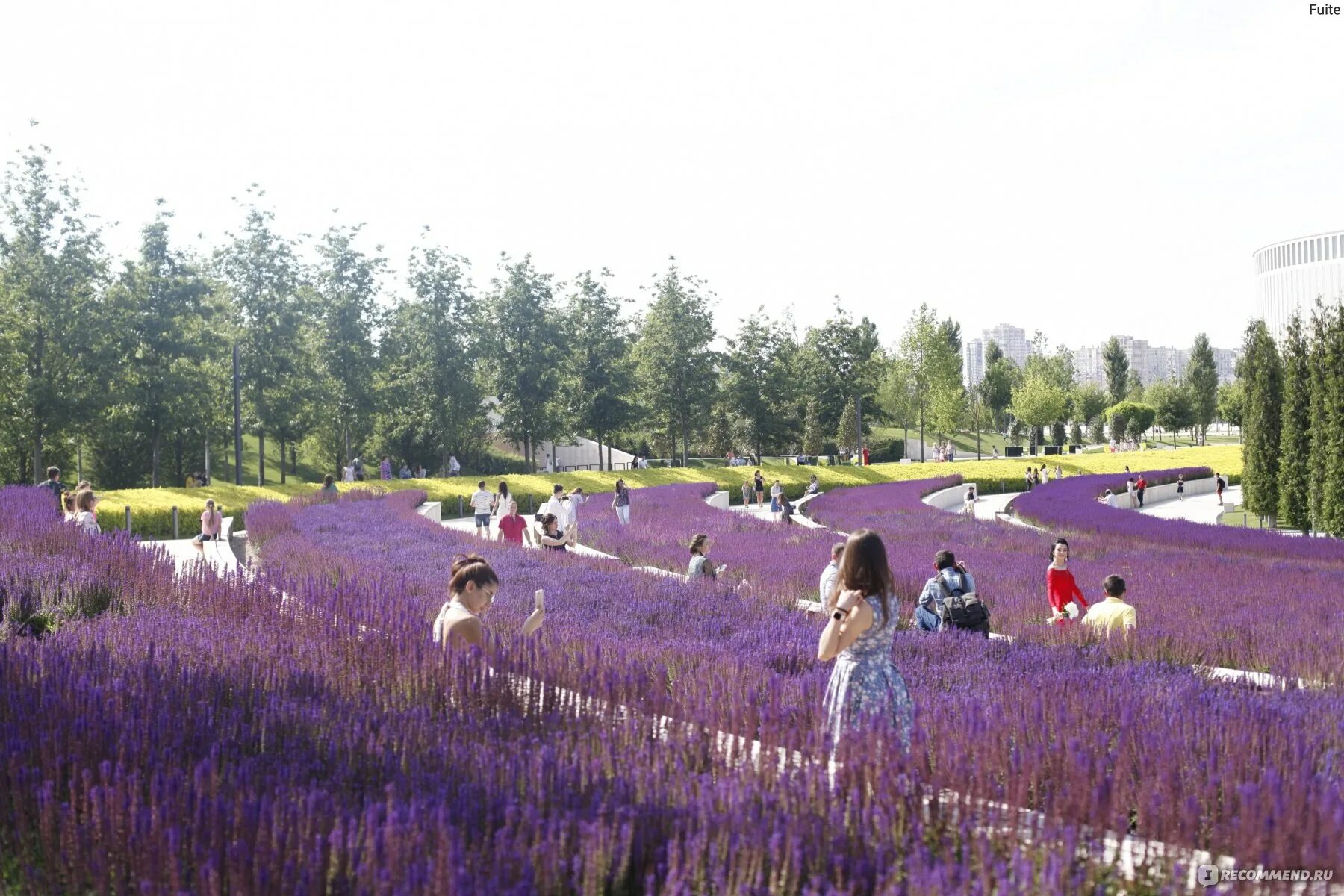Лаванда краснодар. Шалфей в парке галицкого краснодар. Лаванда краснодар. Парк галицкого в краснодаре лаванда. Парк галицкого краснодар галфей.