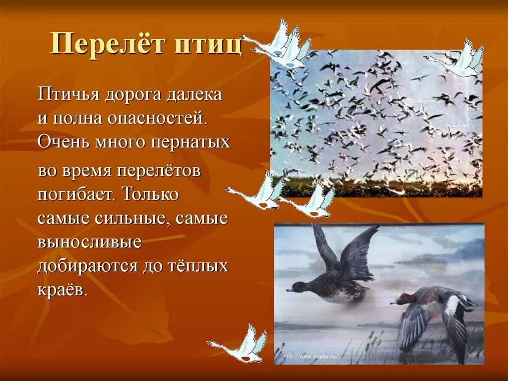 проект животные и птицы. заключение про птиц. презентация на тему птицы 3 класс. вывод о птицах. проект животные и птицы.