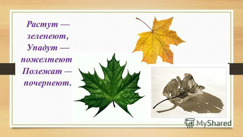 растёт зелёный кустик дотронешься. прочитайте и отгадайте загадки. загадка растёт на грядке зелёная ветка а на ней красные детки. отгадка растет зеленеет. прочитайте загадку отгадайте её.