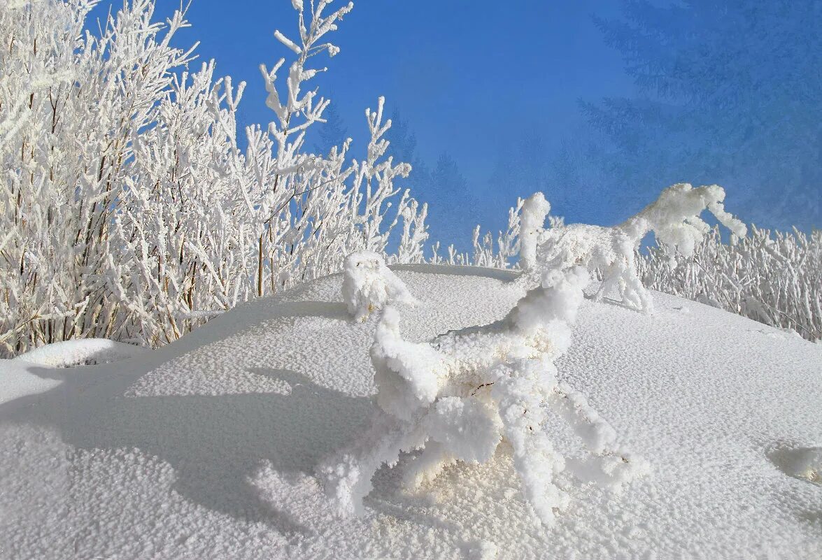 И в сугробах белых. И в сугробах белых. Снег. И в сугробах белых. Белый снег.