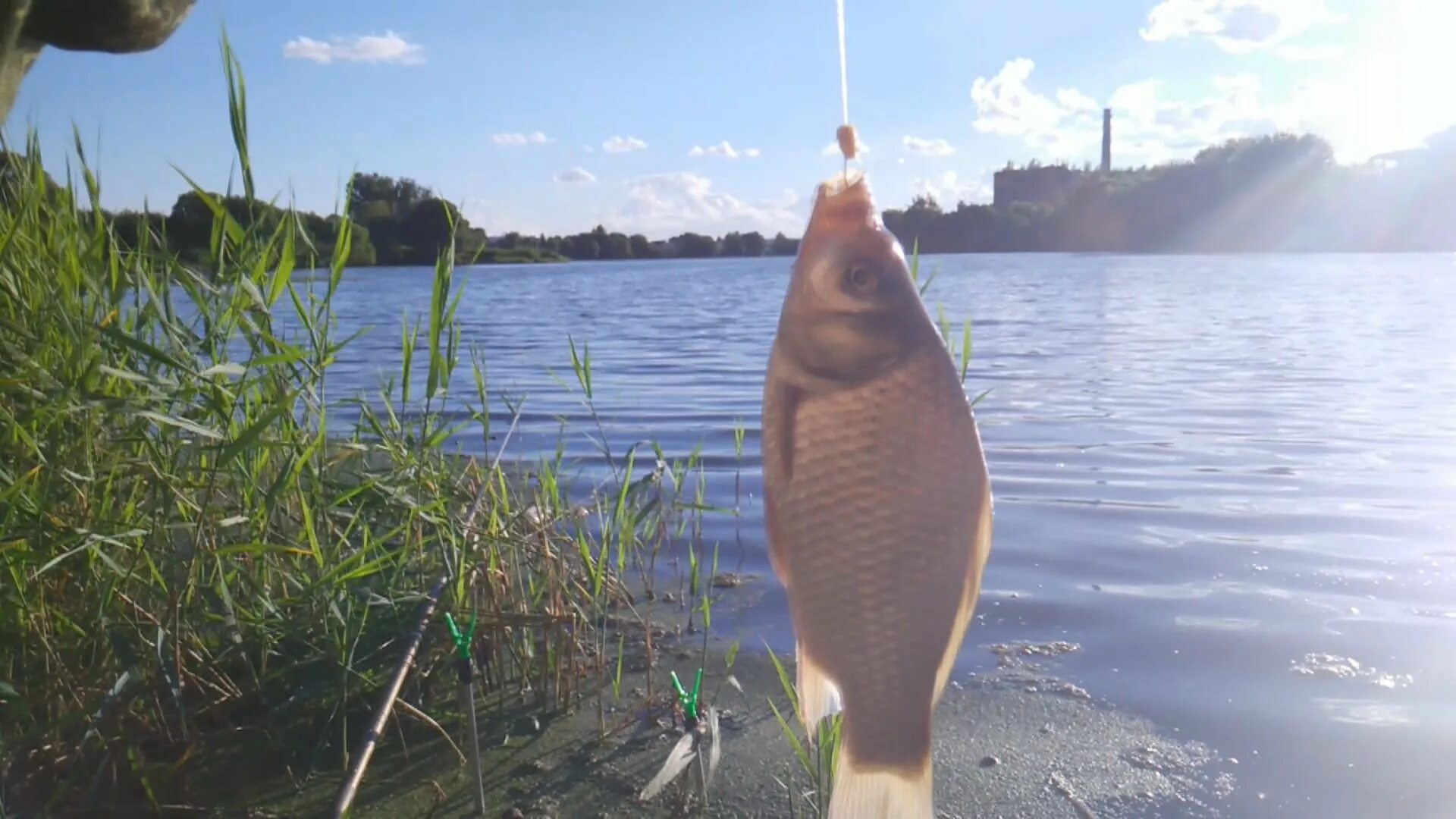 Карась лето видео. Рыбалка на карася. Карась летом. Рыбалка на карася летом. Крупный карась на удочку.