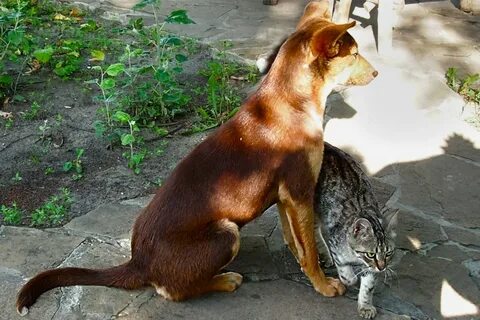 Котопес фото