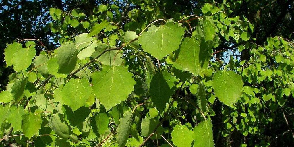 Форма листовой пластинки осины. Трясет как осиновый лист. Трястись как осиновый лист. Осиновый лист дрожит. Осиновый лист тихо падает с дерева словосочетание.