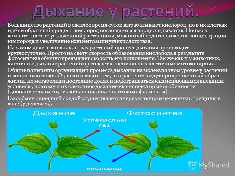 Каков процесс дыхания растений. Дыхание растений. процесс дыхания растений. дыхание растений растений. процесс дыхания у растений происходит.