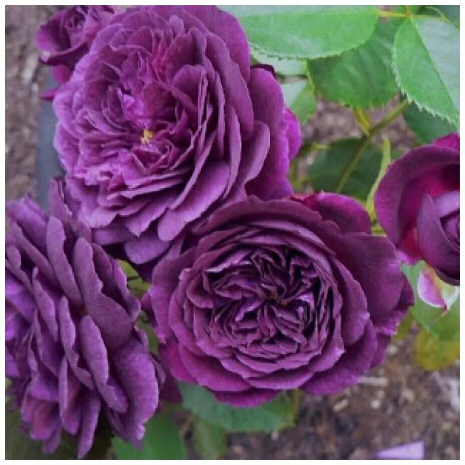 Роза Хаддерсфилд Хорал Сосайети флорибунда Imperial Rose - купить с доставкой по