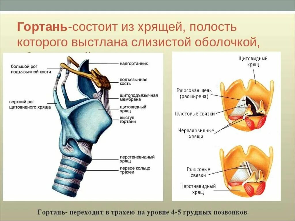 Хрящевое строение гортани. Строение гортани черпаловидные хрящи. Строение гортани вид сбоку. Строение надгортанника хряща. Строение гортани анатомия.