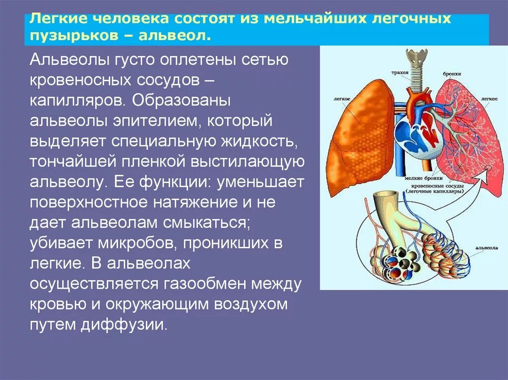 Легкие 8 класс кратко. Лёгкие состоят из. Лёгкие состоят из лёгочных пузырьков — альвеол.. Легкие человека альвеолы.