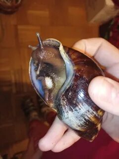 Ахатина улитка панцирь