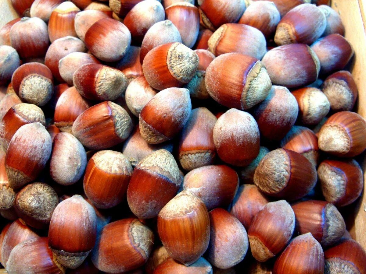 Фундук. Фундук 7. Фундук лещина лесной орех. Лесной орех дерево орешник. Орех фундук неочищенный.