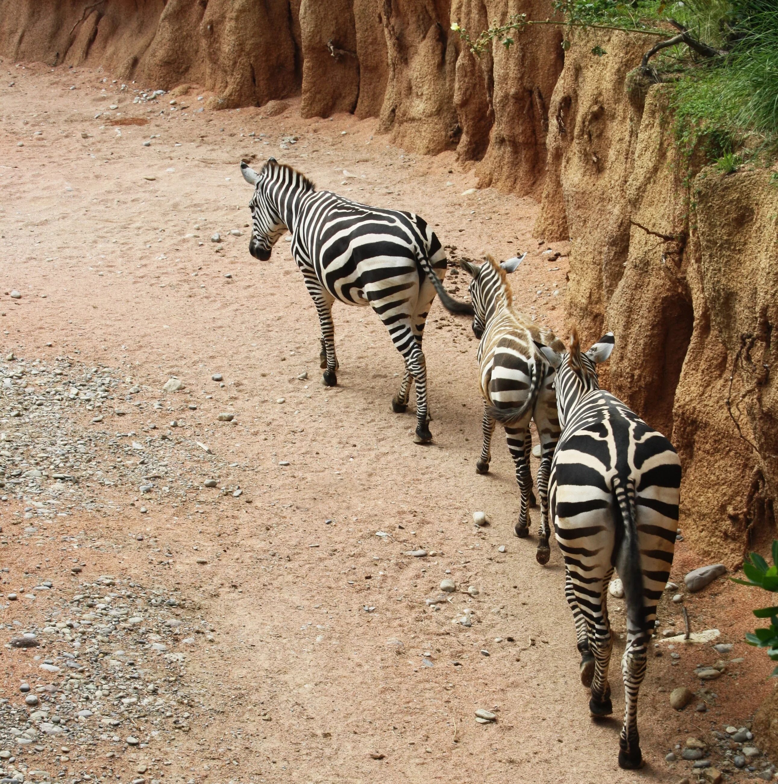 Зебры в саванне. Зебра суцесфул. Африканская Зебра. Животные Африки Зебра. Зебра живет в африке