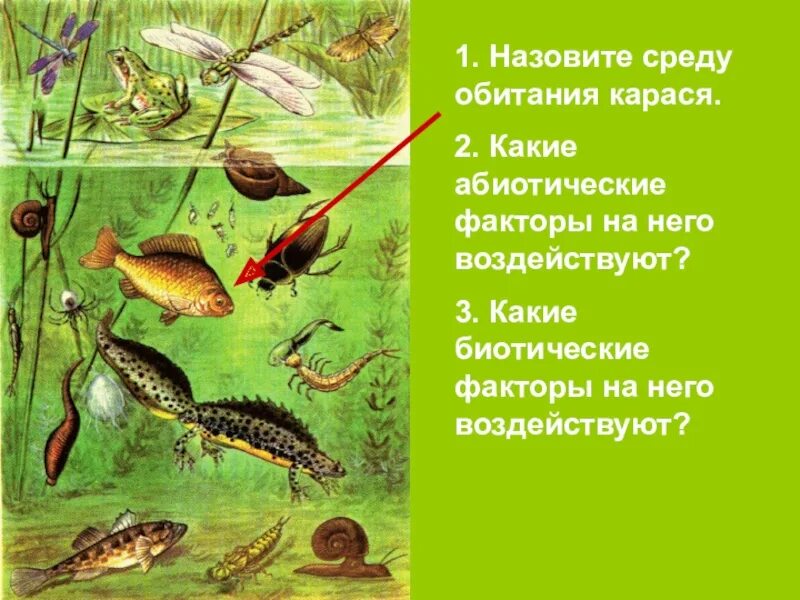 Карась среда обитания водная