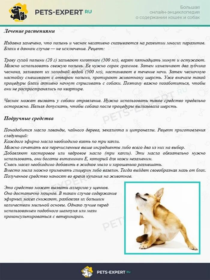 Собака чешется причины и лечение. Собака чешется от блох. почему чешется собака причины. от блох собака собака чешется.
