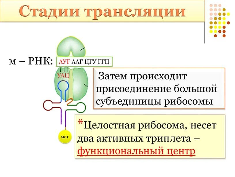 Этапы трансляции биосинтеза белка. Биосинтез белка 10 класс. Биосинтез белка этапы биология 10 класс.