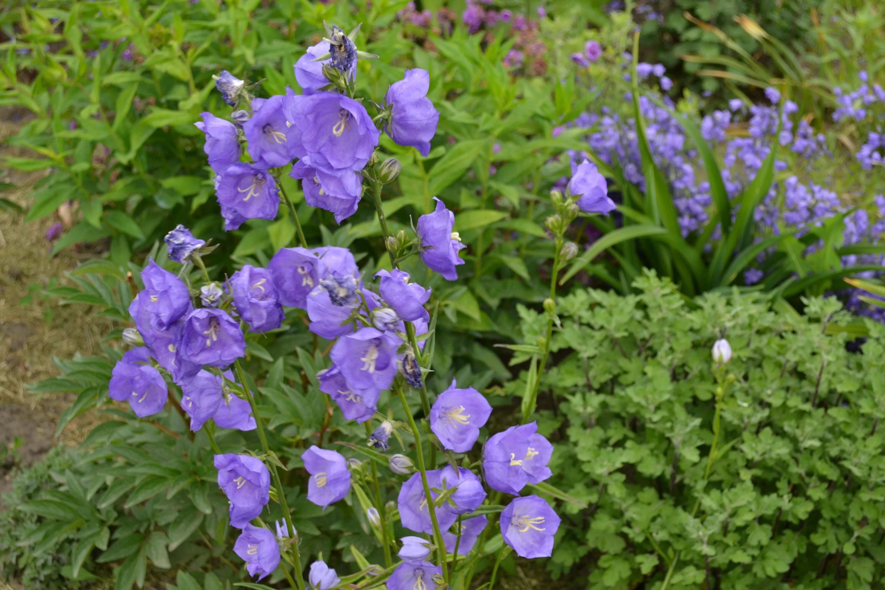 Колокольчик посадка в открытый грунт. Колокольчик персиколистный (Campanula persicifolia). Колокольчик персиколистный (Campanula persicifolia l.). Колокольчик персиколистный ла Белль. Колокольчик персиколистный бо Белль.