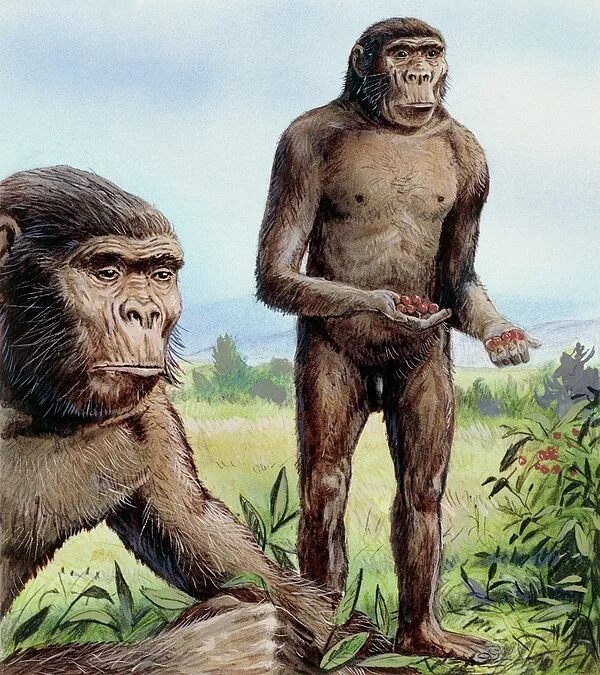 Paranthropus robustus by Michael Long Prehistoric man, Ancient humans, Human evo