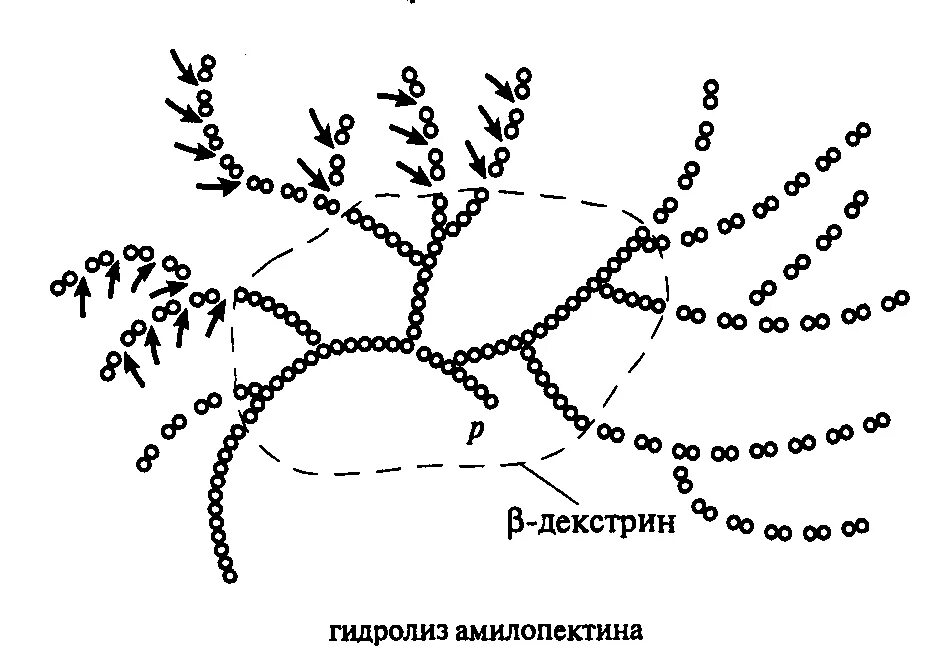 Фермент разлагающий крахмал. Схема ферментативного гидролиза крахмала. ферментативный гидролиз крахмала. гидролиз крахмала ферменты. гидролиз амилопектина.