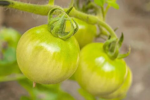 Green tomato