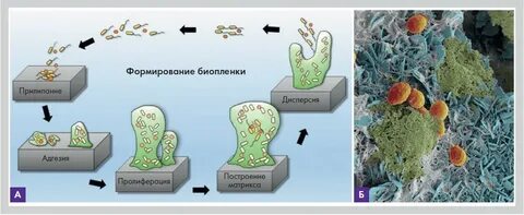 Сообщества бактерий