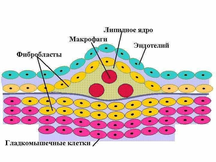 Лучшие липидные маски. Клетки эндотелия. Клетки фибробласты эндотелий. Ядра фибробластов.