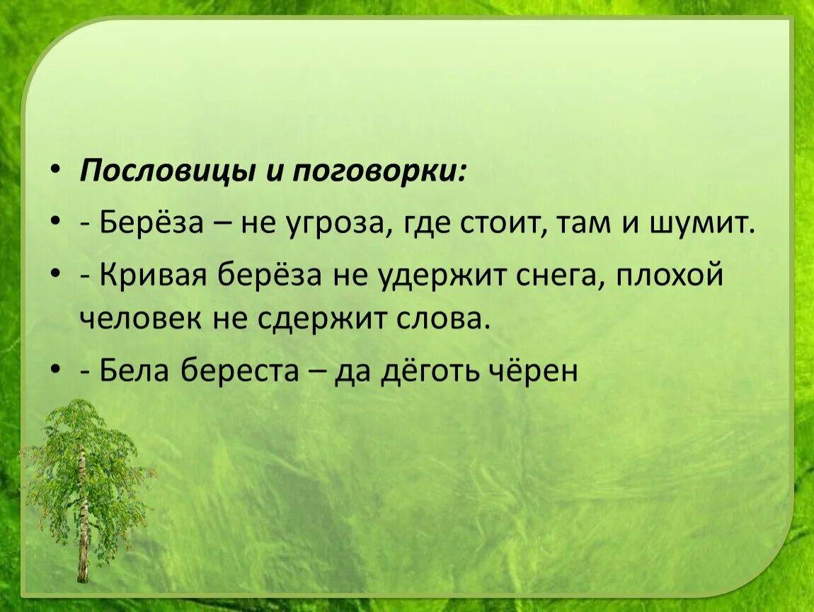 Пословицы о Березе. Поговорки о Березе. Пословицы и поговорки о Березе. Цель проекта художник. Приметы неживой природе