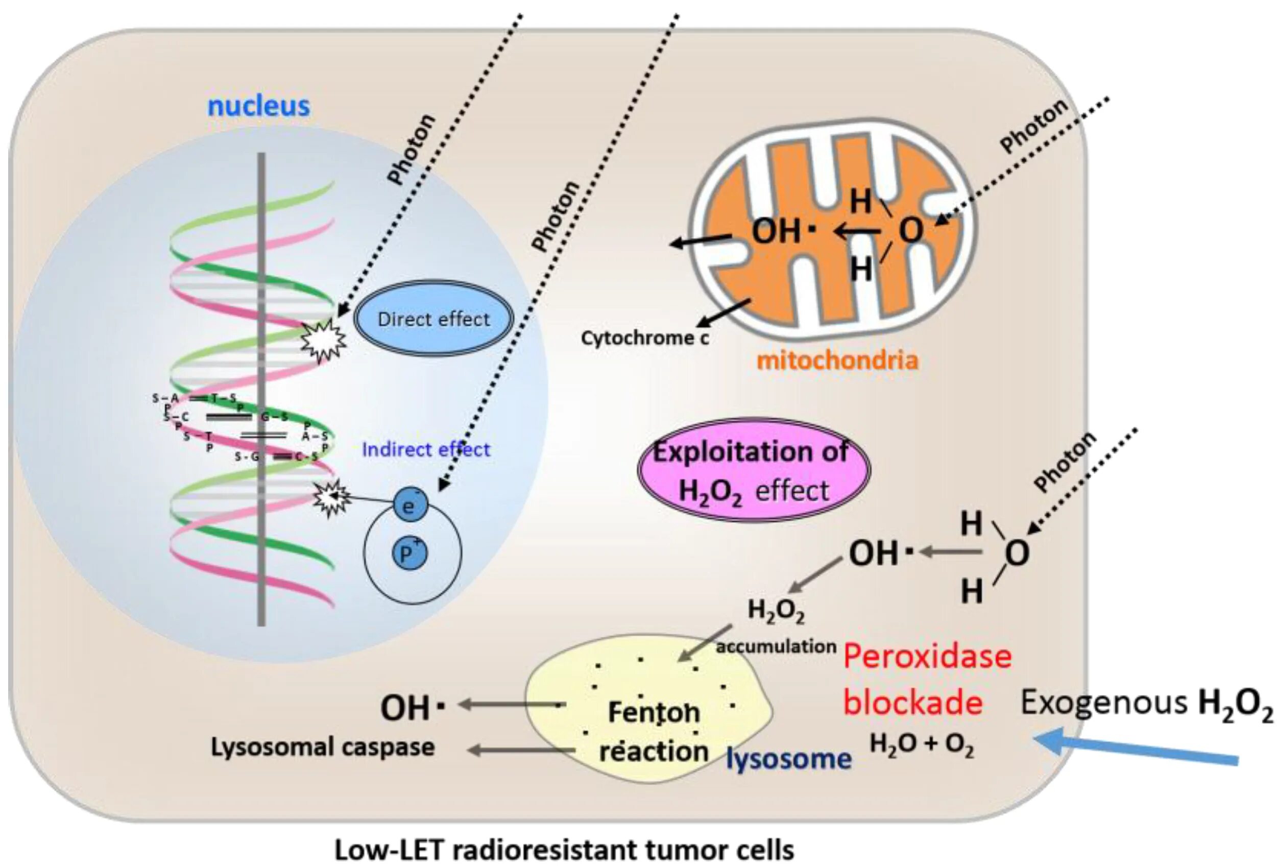 Deterministic Effects - Ionizing radiation. Indirect Effect. Bystander Effect radiation. Effect o