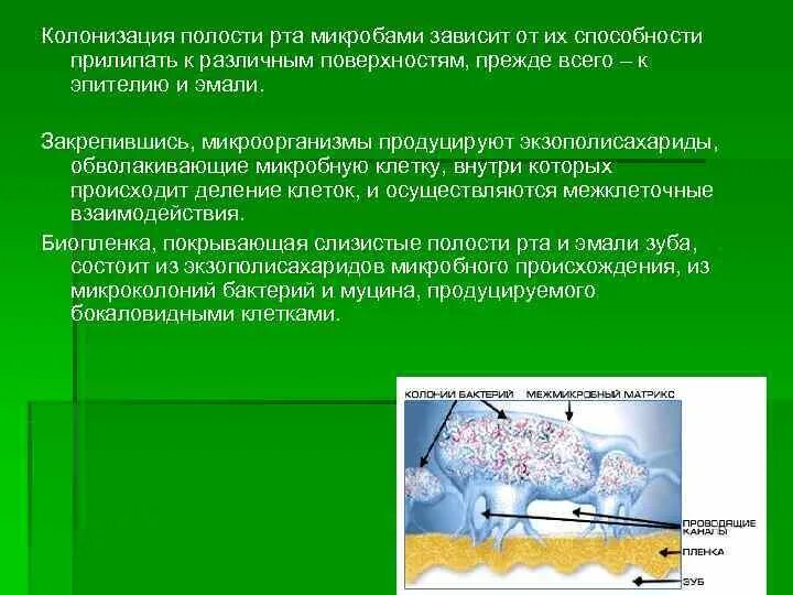 Микроорганизмы полости рта. Классификация микроорганизмов полости рта. Заболевания ротовой полости вызванные микроорганизмами. Микробная колонизация полости рта. Сколько бактерий во рту