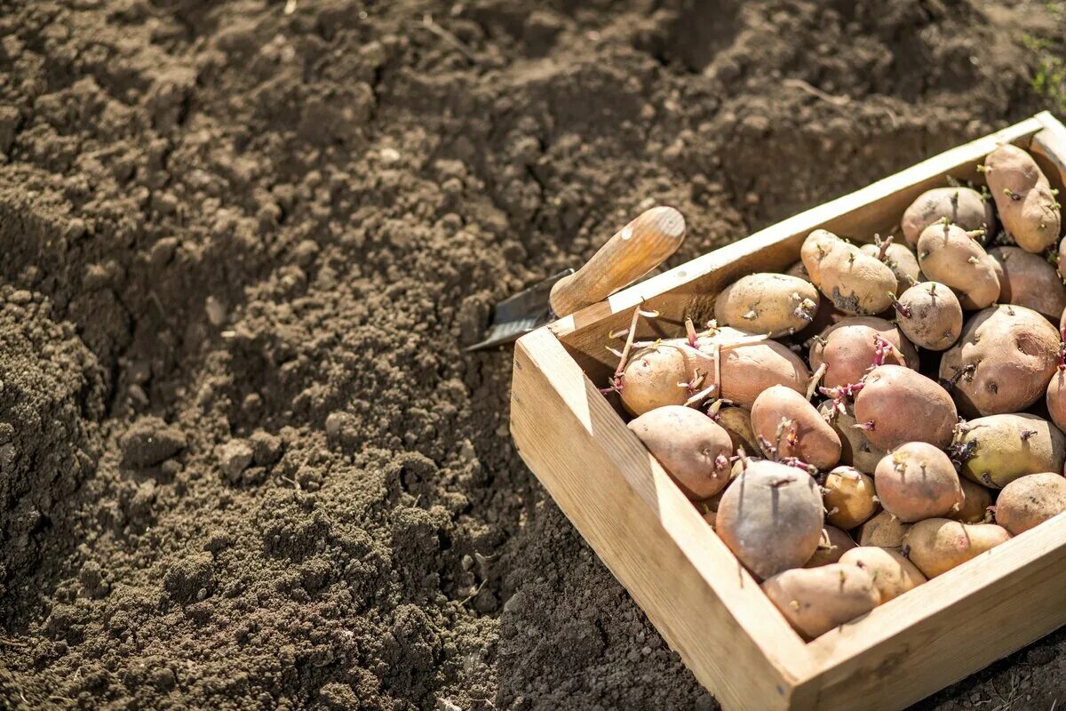 Лучшая посадка картофеля. Посадка картофеля. посадка картошки. ящик для картошки. участок под картошку.