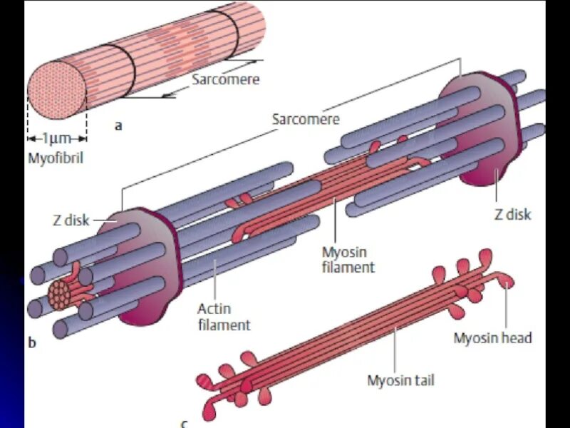 Миозиновые миофибриллы. Саркомер мышцы. Саркомер миофибриллы. Строение мышечной ткани актин миозин. Миозин мышечной ткани