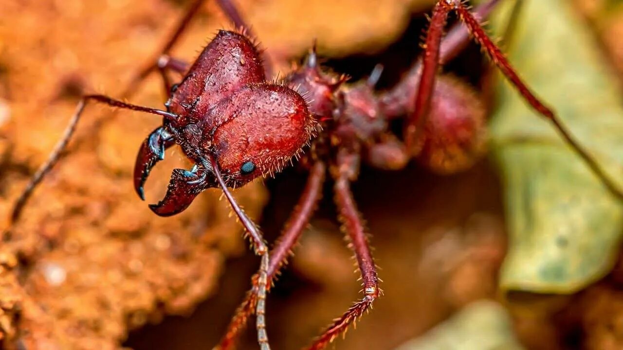 Название армейского муравья. Муравьи листорезы Южной Америки. Муравьи-листорезы Atta. Муравей листорез солдат.