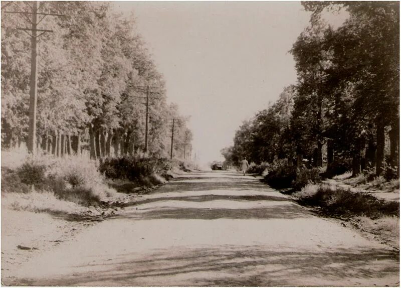 Село зюзино. Липовая аллея в Зюзино. Старинная Липовая аллея в Зюзино. Деревня Зюзино. Село Зюзино Москва.